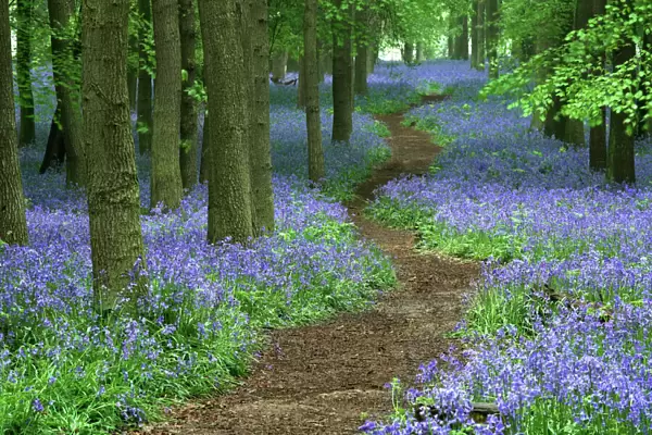 Path through bluebell (Hyacinthoides non-scripta) forest, Ashridge, Hertfordshire, England