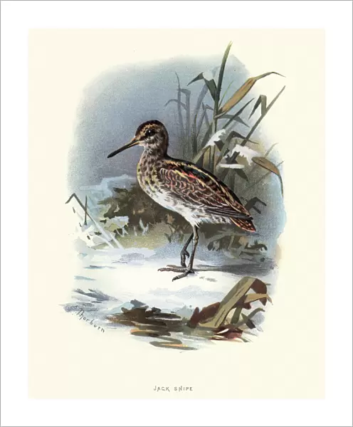Natural History, Birds, Jack snipe (Lymnocryptes minimus)