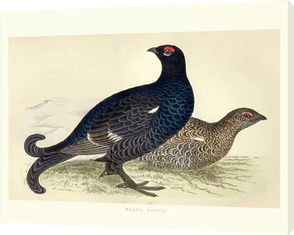 Natural history, Birds, Black grouse (Tetrao tetrix)
