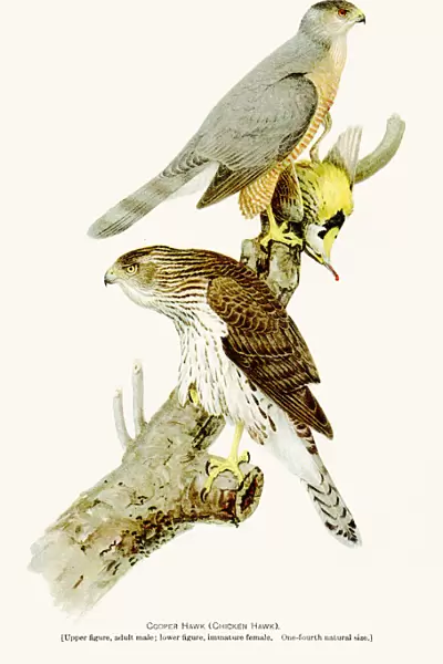 Cooper hawk birds lithograph 1897