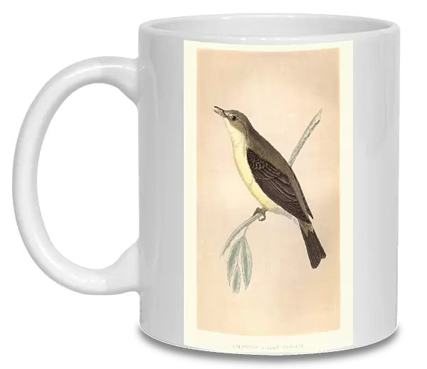Natural history, Birds, Melodious warbler (Hippolais polyglotta)