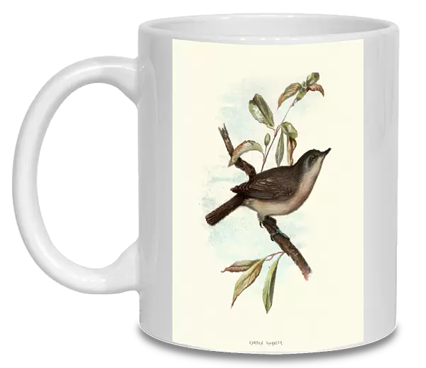 Natural history, Birds, Garden warbler