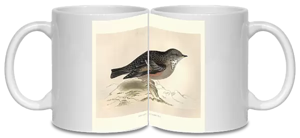 Natural History, Birds, alpine accentor (Prunella collaris)