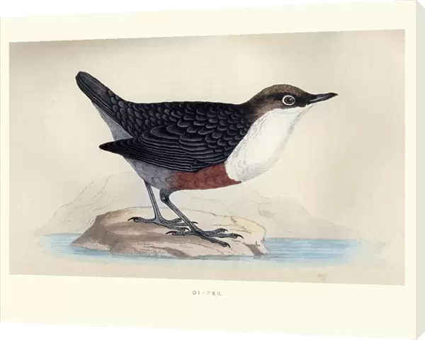 Natural History, Birds, White-throated dipper