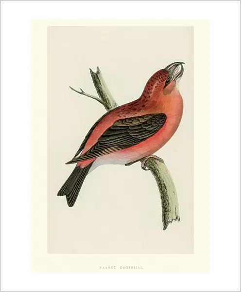 Natural History - Birds - Parrot crossbill