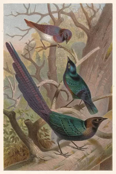 Glossy-starlings (Lamprotornis), lithograph, published in 1882
