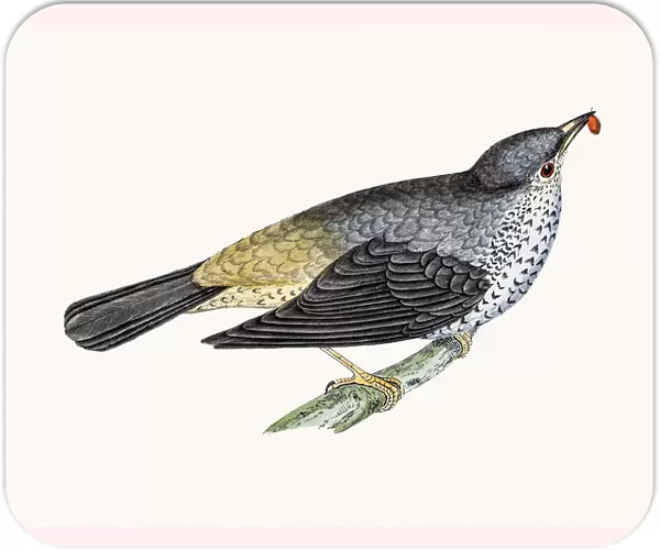 Mistle thrush bird