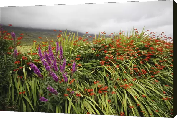 wild summer flowers beside kerry mountains on the ring of kerry in munster region