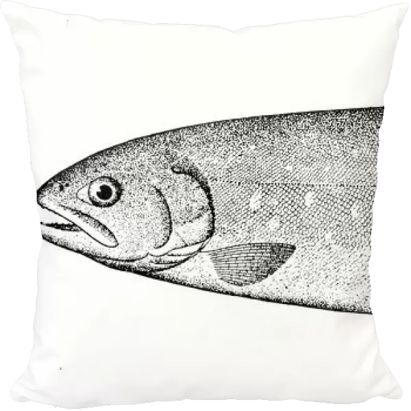 Snapee trout engraving 1898