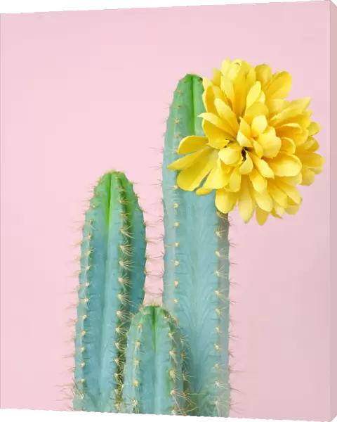 Blue cacti with yellow flower