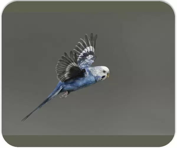 Vuelo. fotografia de periquito azul en vuelo.fotografAia realizada en estudio