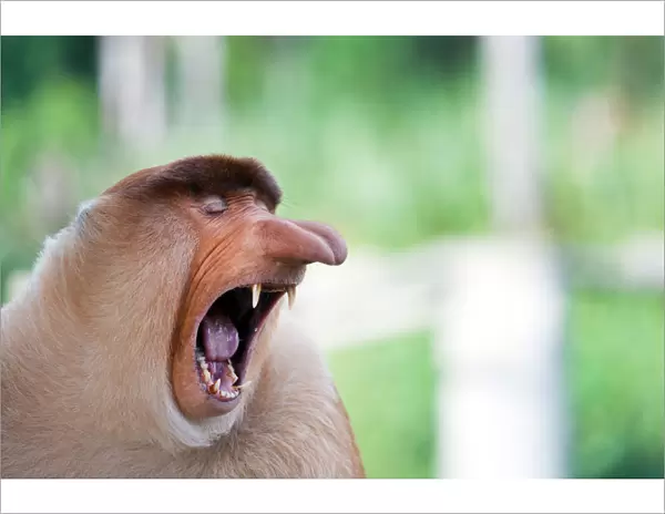 Long nose monkey yawning, Sabah, Borneo, Malaysia