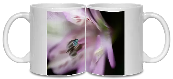 Extreme Close up of Pink and White Alstroemeria Flower