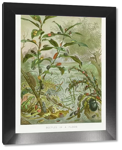Beetles in a flood chromolithograph 1896