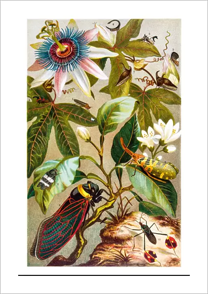 Cicada and flowers lithograph 1895
