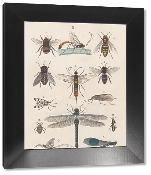 Insects, hand-colored lithograph, published in 1880