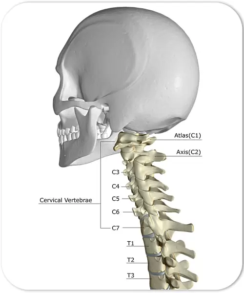 anatomy, back bone, back view, bone, bone structure, bones, bones of the neck, cervical vertebrae