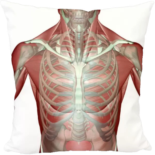 above view, anatomy, chest, chest muscles, external oblique, front view, human, illustration