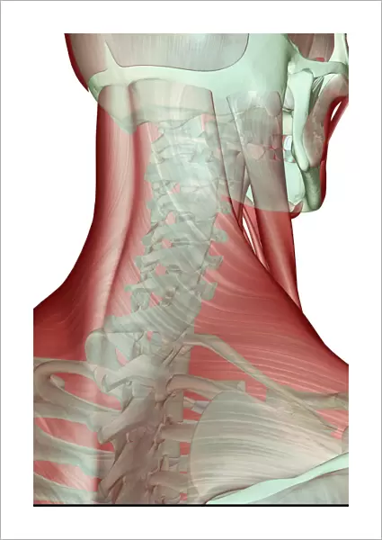 anatomy, back view, human, illustration, muscles, muscles of the neck, musculature