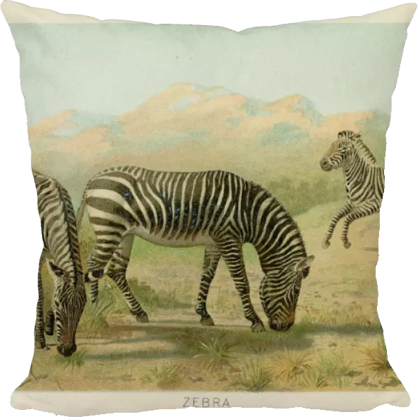 Zebras chromolithograph 1896