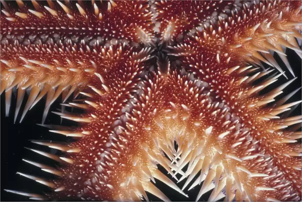 Sea Star. Jeff Rotman Underwater Photography, a