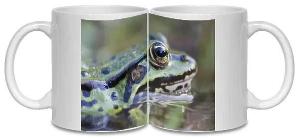 cropped, green, green frog, head shots, natural environment, water frog, waters, wildlife