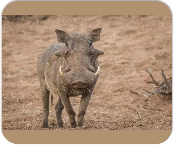 african, common warthog, look, natural environment, out, phacochoerus africanus, phacochoerus