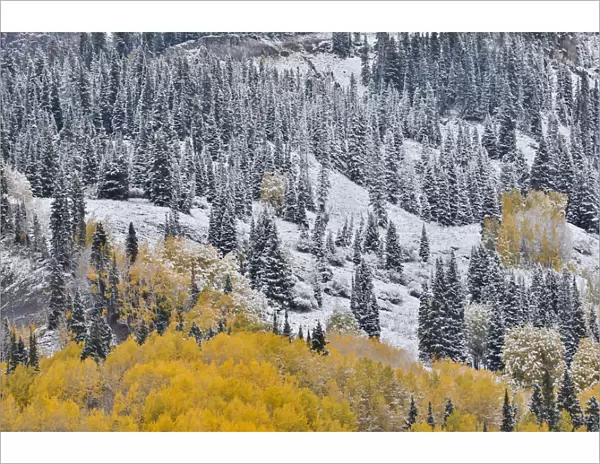 Fresh snow fall in autumn, Kebler Pass, Colorado, USA