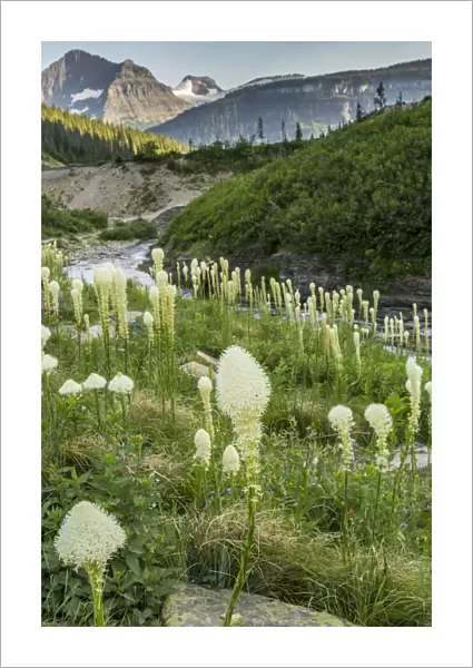 Siyeh Creek and bear grass (Xerophyllum tenax), Glacier National Park, Montana, USA