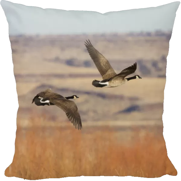 Greater Canada goose (Branta Canadensis) flying over autumn landscape