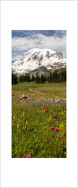 Alpine Wildflowers, Mt. Rainier National Park, Washington State, USA