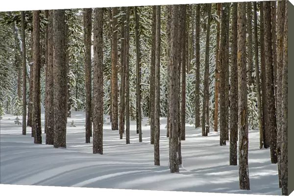 Winter, tree trunk group, Yellowstone National Park, Wyoming, USA