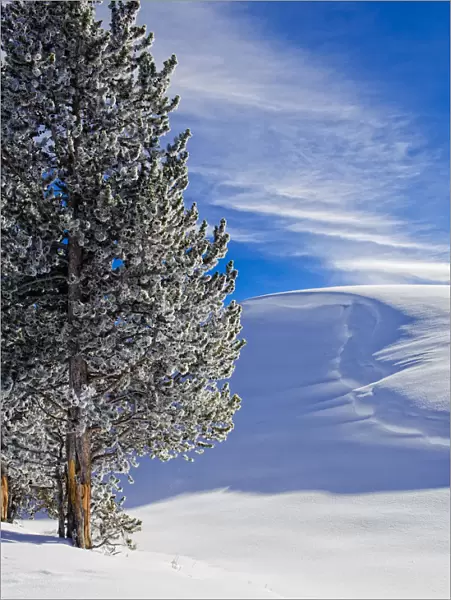 Sunny day in Winter, Yellowstone National Park, Wyoming, USA