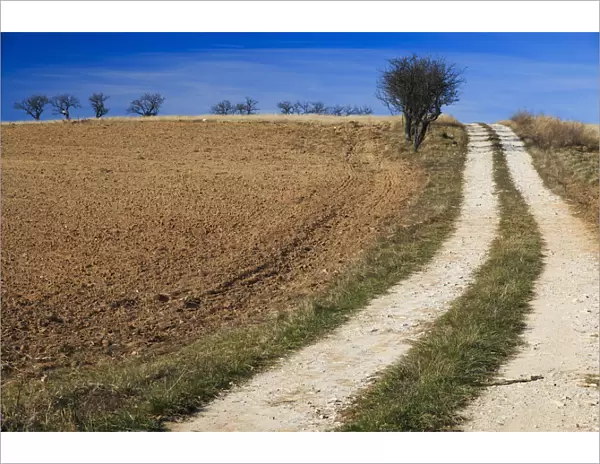 Dirt road and field, Dobricu Lapusului, Targu Lapus, Maramures County, Transylvania, Romania