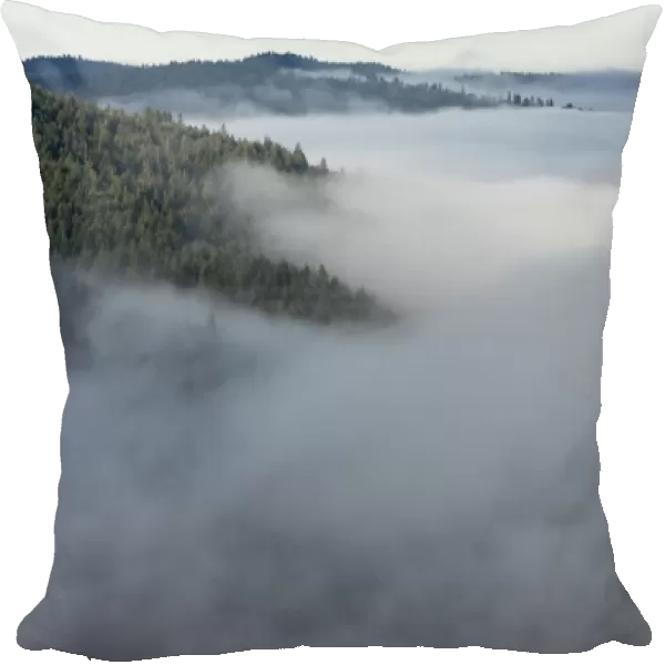 Landscape from Bald Hills Road with early morning fog filling valley, Redwood National Park, California, USA