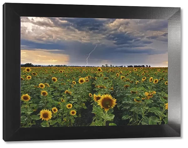 A summer thunderstorm with a lightning strike approaches a field full of blooming yellow sunflowers at sunset. Magaliesburg, Gauteng Province, South Africa