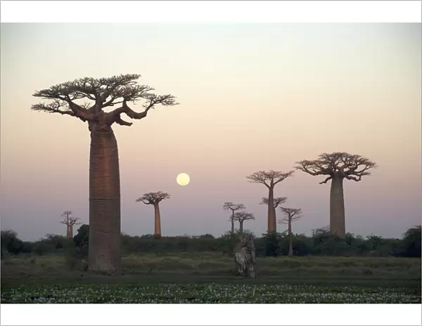 Avenue Du Baobab, Baobab Tree, Dusk, Field, Landscape, Madagascar, Morondava, Nature