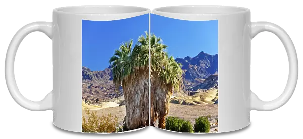 Palm Tree (Arecaceae) growing in Canyon Desert, Death Valley National Park, California, USA