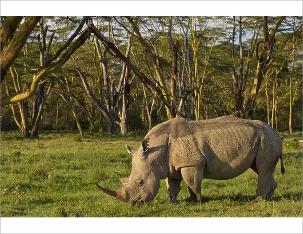 African White rhinoceros (Ceratotherium simum) grazing alone at the golden forest of Fever Trees in Lake Nakuru, Kenya