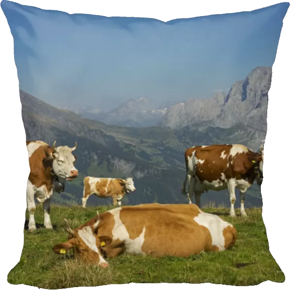 Cows in mountain scenery, Bern Canton, Switzerland