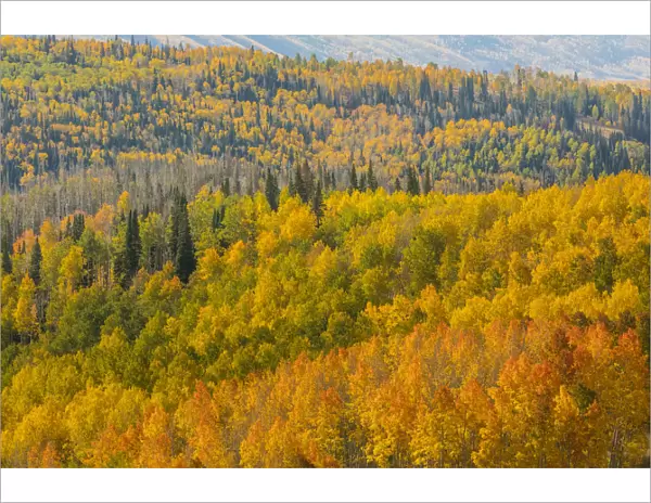 Landscape with autumn forest in Manti-La Sal National Forest, Utah, USA