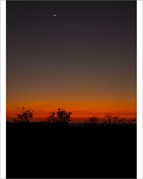 Sunrise at Idube Game Reserve with a thin moon, Idube Game Reserve, South Africa
