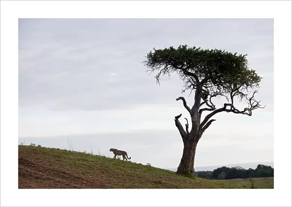 acinonyx jubatus, cheetah, day, full length, horizon over land, horizontal, kenya