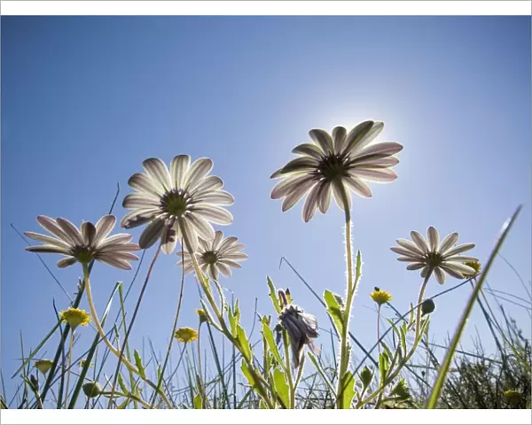 A Low Angle of Wild Daisies with the Sun in the Background