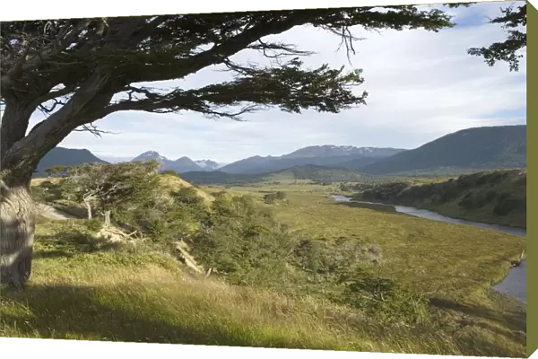 Flag  /  Beech Trees (Arboles bandera) - View Over Valley Landscape