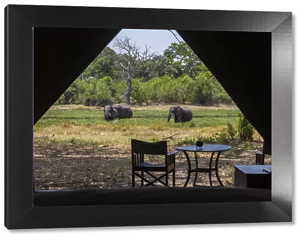 View from inside luxury tent onto the river bank with elephants grazing, Machaba Camp, Okavango Delta, Botswana