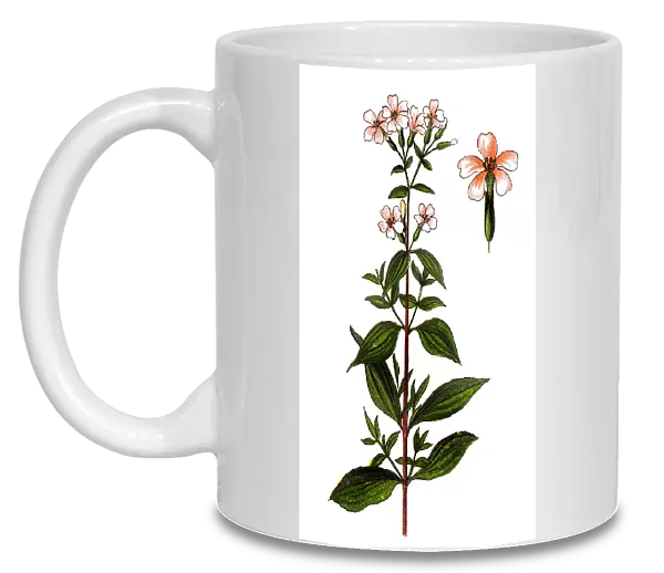 Saponaria officinalis (Soapwort, common soapwort, bouncing-bet, crow soap, wild sweet William)