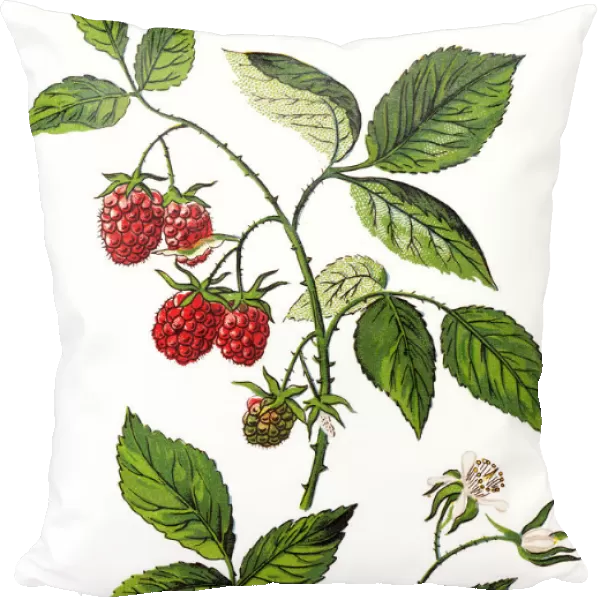 Rubus idaeus, raspberry, also called red raspberry or occasionally as European raspberry