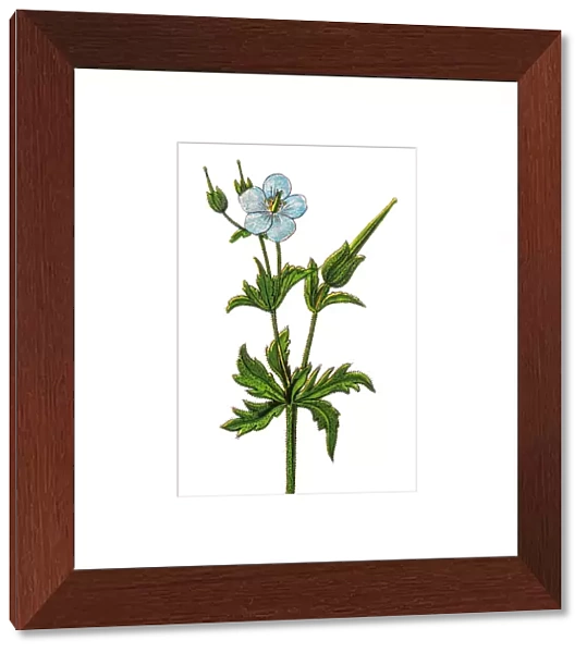 Geranium pratense, Blue Meadow Cranesbill, the meadow crane s-bill or meadow geranium