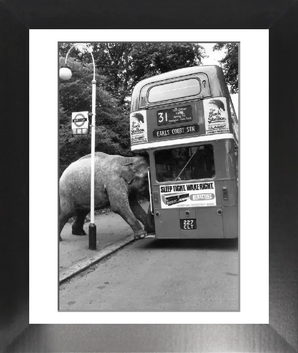Framed Print : David Smart's Elephant Boarding Bus Print, 1980
